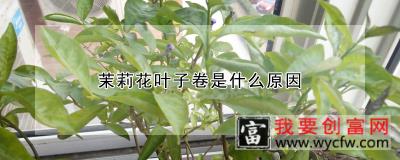 茉莉花叶子卷是什么原因