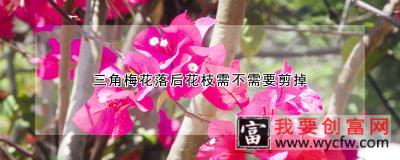 三角梅花落后花枝需不需要剪掉