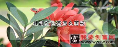 杜鹃红山茶怎么剪枝