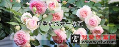 月季多久开一次花