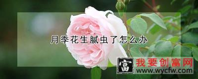 月季花生腻虫了怎么办