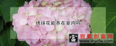 绣球花能养在室内吗