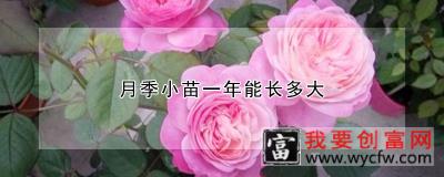 月季小苗一年能长多大