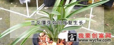 兰花僵芽如何恢复生长