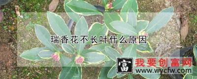 瑞香花不长叶什么原因