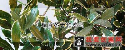 瑞香冬天怕冻吗