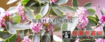 瑞香什么时候开花