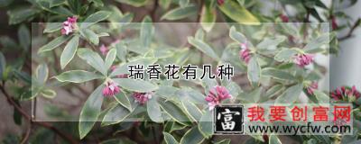 瑞香花有几种