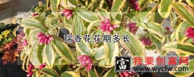 瑞香花花期多长