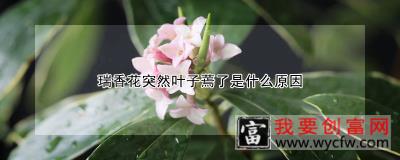 瑞香花突然叶子蔫了是什么原因