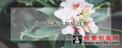 北方瑞香花如何过冬