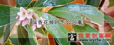 瑞香花掉叶怎么回事