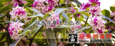 瑞香花夏天怎么养