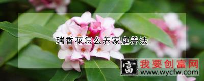 瑞香花怎么养家庭养法