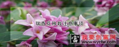 瑞香花移栽注意事项