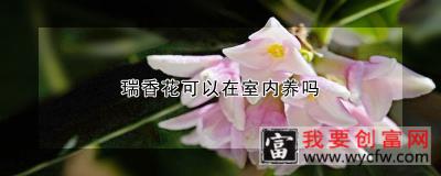 瑞香花可以在室内养吗