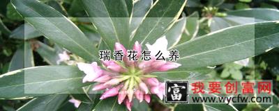 瑞香花怎么养