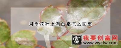 月季花叶上有白霜怎么回事