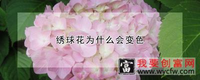 绣球花为什么会变色