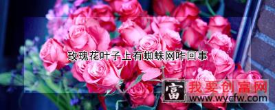 玫瑰花叶子上有蜘蛛网咋回事