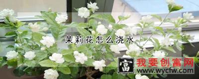 茉莉花怎么浇水