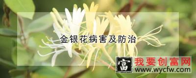 金银花病害及防治