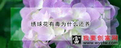 绣球花有毒为什么还养