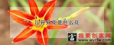 山丹丹花是什么花