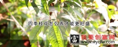 四季桂花怎么养才能更旺盛