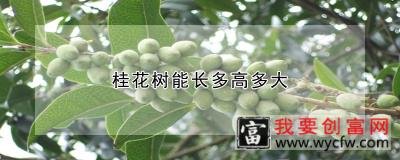 桂花树能长多高多大