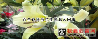 百合花顶部芯变黑怎么回事