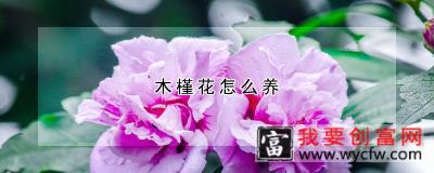 木槿花怎么养