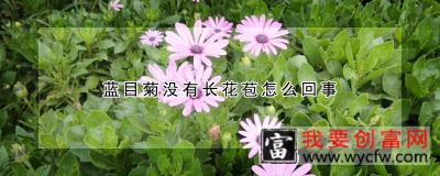 蓝目菊没有长花苞怎么回事