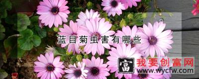 蓝目菊虫害有哪些