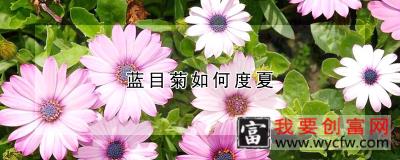 蓝目菊如何度夏