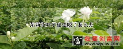 茉莉花叶子被虫咬了怎么办