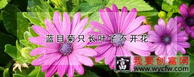 蓝目菊只长叶子不开花