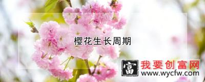 樱花生长周期