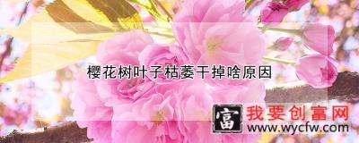 樱花树叶子枯萎干掉啥原因