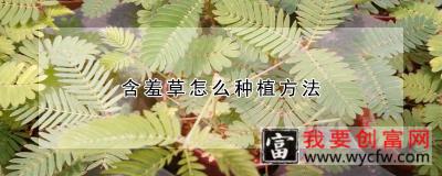 含羞草怎么种植方法