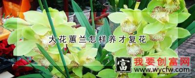 大花蕙兰怎样养才复花