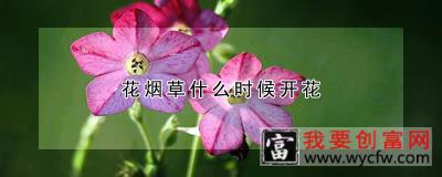 花烟草什么时候开花