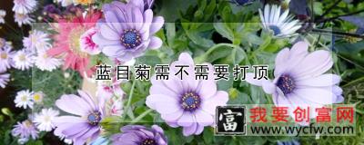 蓝目菊需不需要打顶