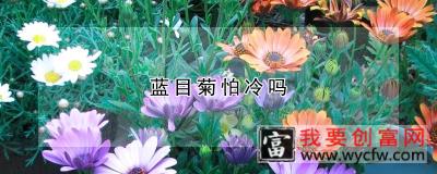 蓝目菊怕冷吗