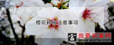 樱花种植注意事项