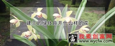 建兰的绿牡丹开什么样的花