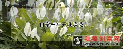 白掌一年开几次花