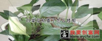 白掌花枯萎了怎么修剪