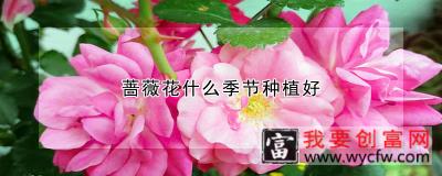 蔷薇花什么季节种植好