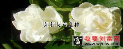 茉莉花有几种